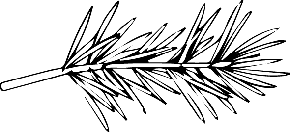 Icône branches de pins