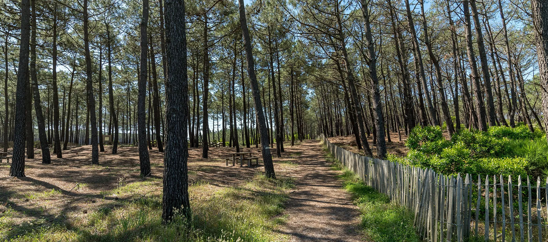 Camping nature à Vendays-Montalivet, niché au cœur d’une forêt de pins maritimes et de chênes
