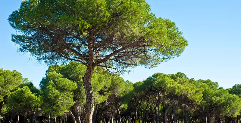 Accédez et contactez le camping Mayan-Montalivet, camping nature en Gironde