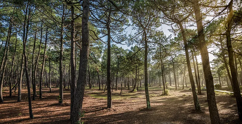 Camping Mayan-Montalivet, votre parenthèse sous les pins, en Gironde