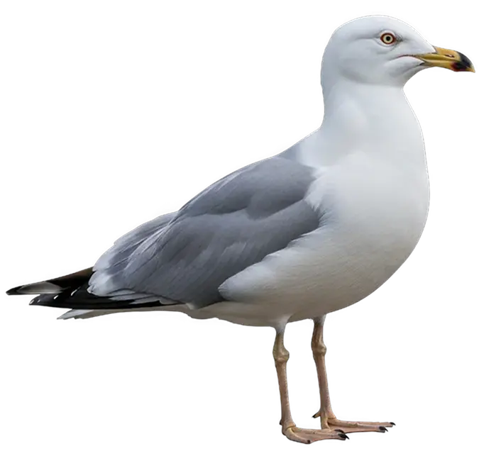 Goéland