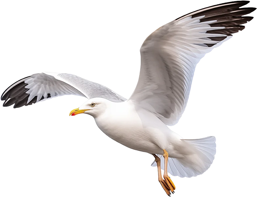 Goéland