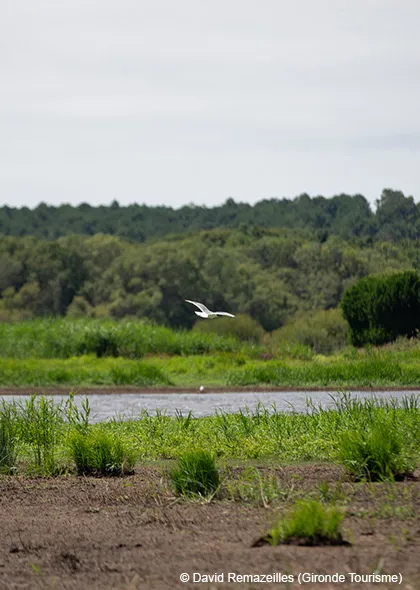 Les marais de la Perge à découvrir depuis le camping Vendays Montalivet en Gironde