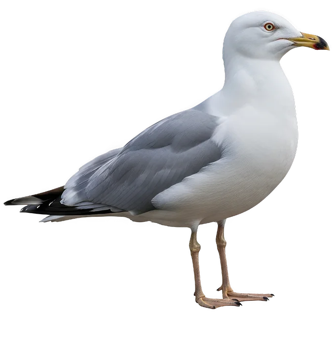 Mouette